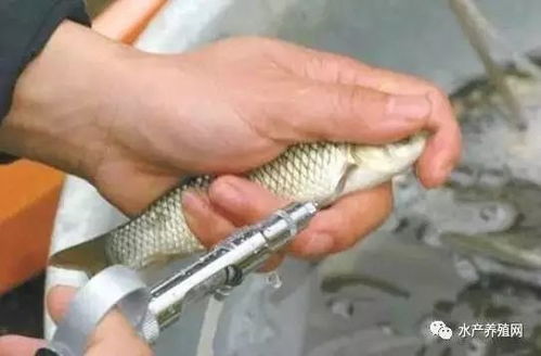 春季畜牧漁業病害高發，科學投喂飼料筑牢養殖防線