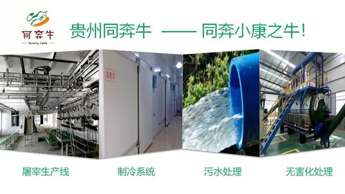 A級畜禽屠宰加工廠即將投產，優質產品將輻射全國市場